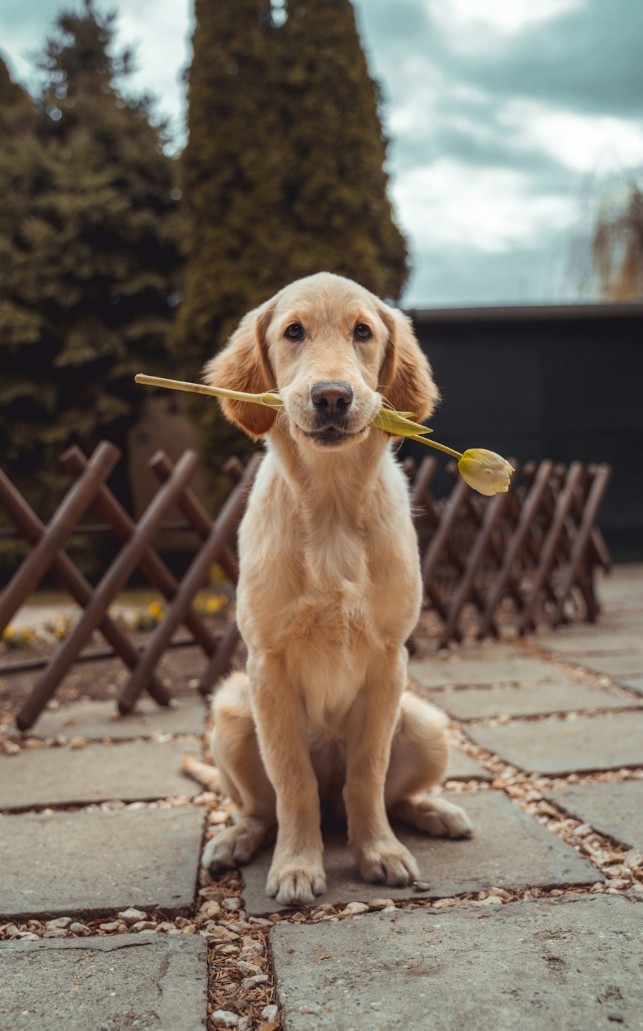 A golden retriever enjoying the outdoors